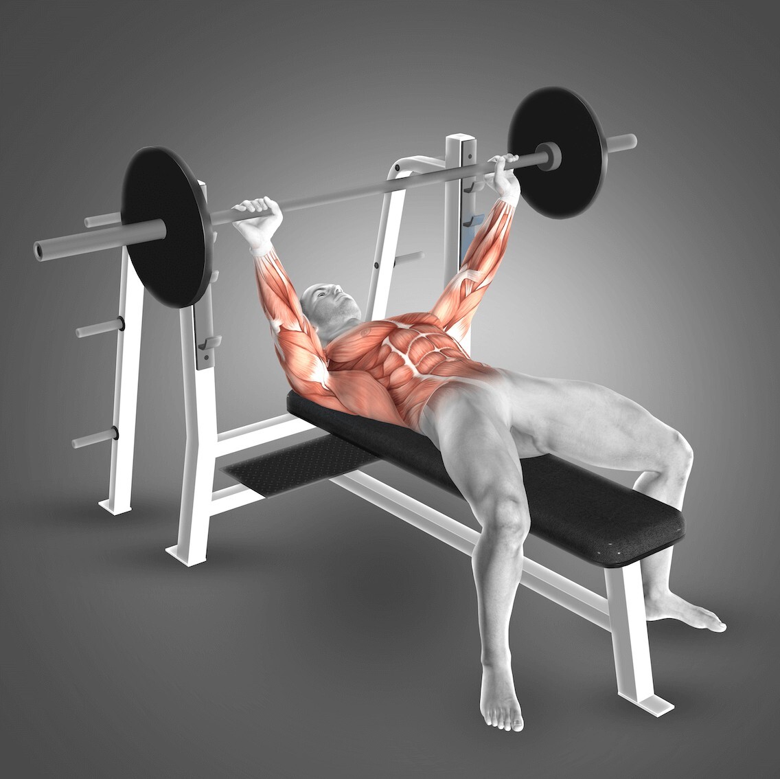 Rintalihakset Anatomia ja Merkitys Penkkipunnerruksessa.<br />
Rintalihakset, erityisesti pectoralis major, ovat tärkeässä roolissa ylävartalon voiman ja liikkuvuuden kannalta. Tämä anatominen kuva penkkipunnerruksesta havainnollistaa selkeästi rintalihasten, käsivarsien, hartioiden ja keskivartalon yhteistyötä liikkeen aikana. Pectoralis major ja pienempi pectoralis minor tukevat olkanivelen liikkeitä ja mahdollistavat voimakkaat työntöliikkeet, kuten penkkipunnerruksen.