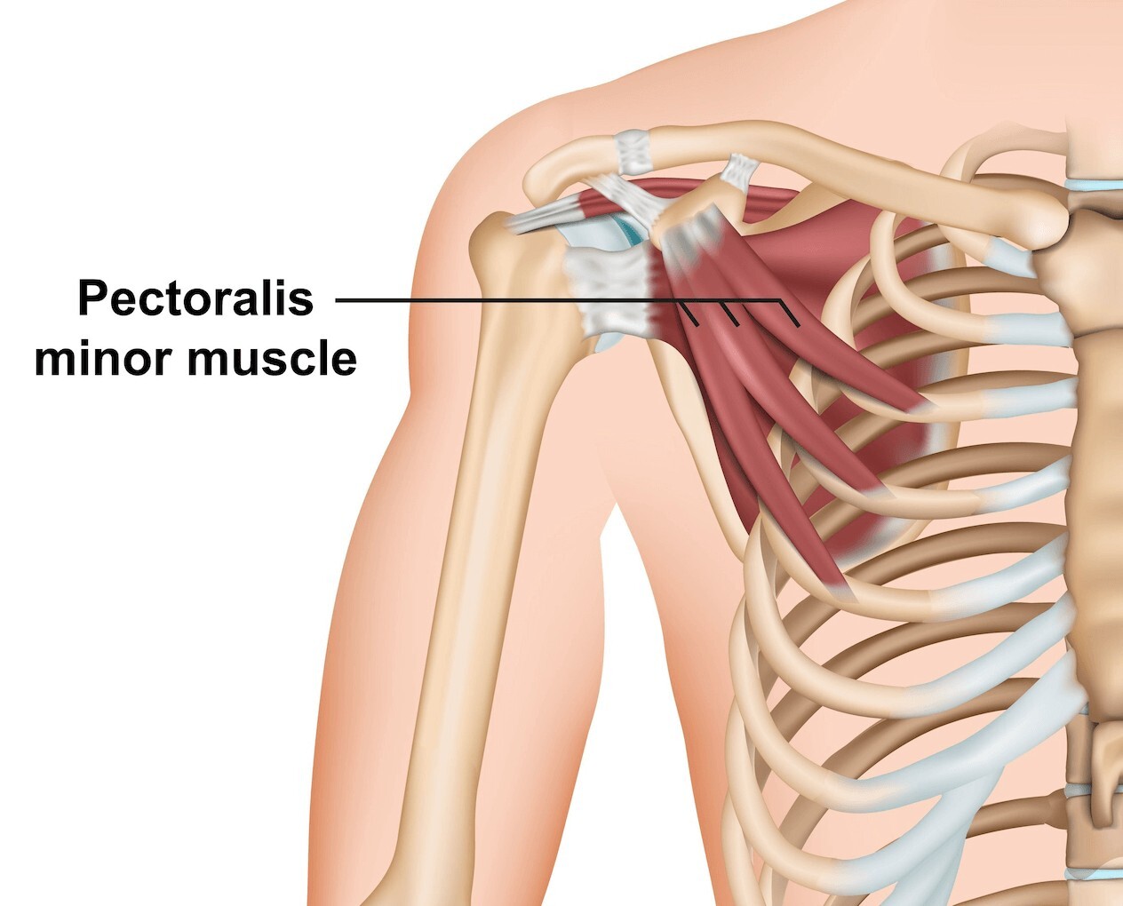 Pienirintalihas (Pectoralis Minor): Pienirintalihas (pectoralis minor) on pieni mutta merkittävä lihas, joka sijaitsee syvällä isonrintalihaksen (pectoralis major) alla. Se kiinnittyy lapaluuhun (scapula) ja ylärintakehän kylkiluihin (3.–5. kylkiluu). Tämän lihaksen tehtävänä on stabiloida lapaluu ja mahdollistaa sen liikkeet, kuten eteen- ja alaspäin suuntautuvat liikkeet.