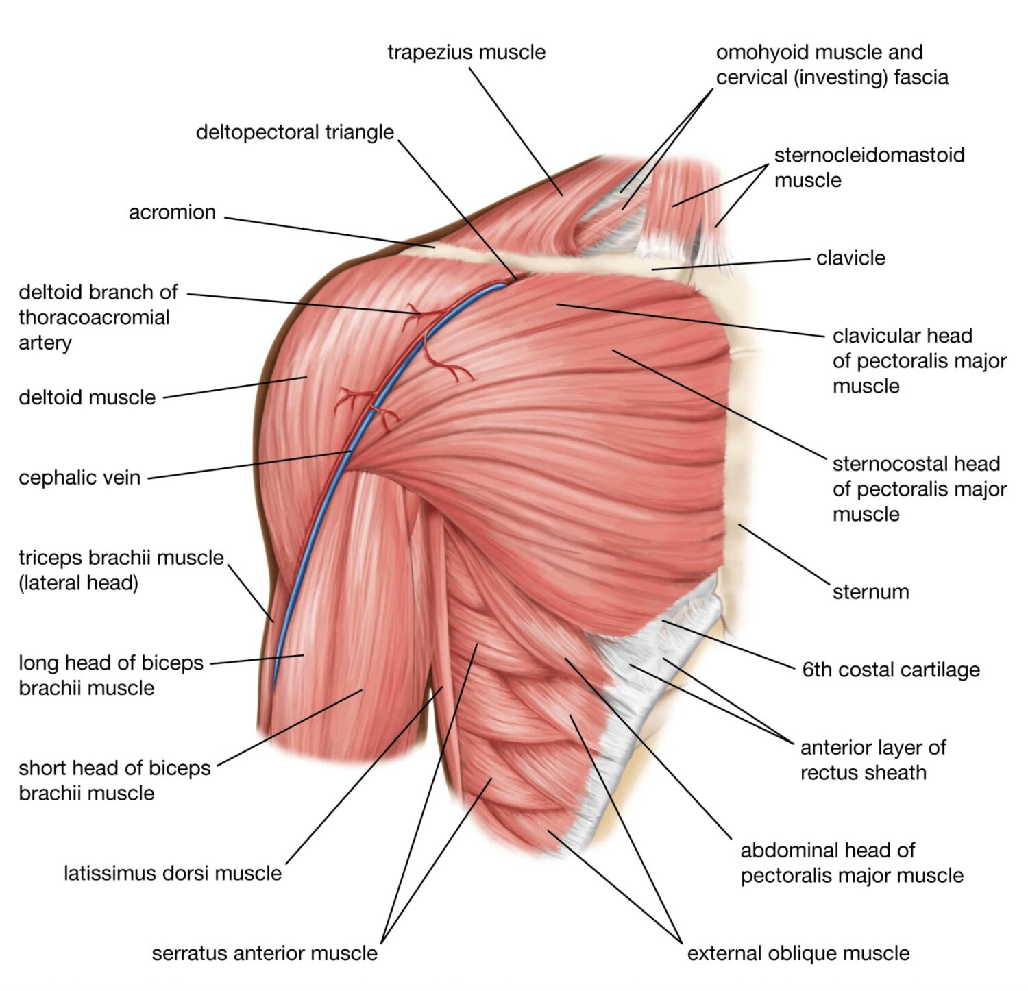 Rintalihasten Anatomia:<br />
Rintalihasten anatomia on keskeinen osa ylävartalon rakennetta ja toiminnallisuutta.Keskeiset rintalihasten osat, kuten pectoralis major ja sen eri päät (clavicular head ja sternocostal head), sekä pectoralis minor. Näiden lihasten tehtävänä on ohjata yläraajojen liikkeitä, kuten työntöjä ja adduktiota (käsien tuonti kehoa kohti).